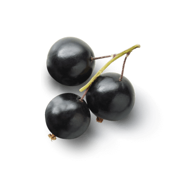 Blackcurrant fruit extract